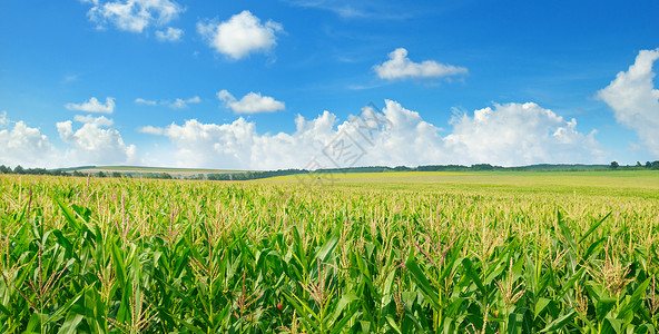 绿玉米田和蓝天空宽阔的照片春农业景观图片