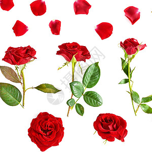 花朵组成白色背景上隔开的红玫瑰平坦的躺下顶部视图背景图片