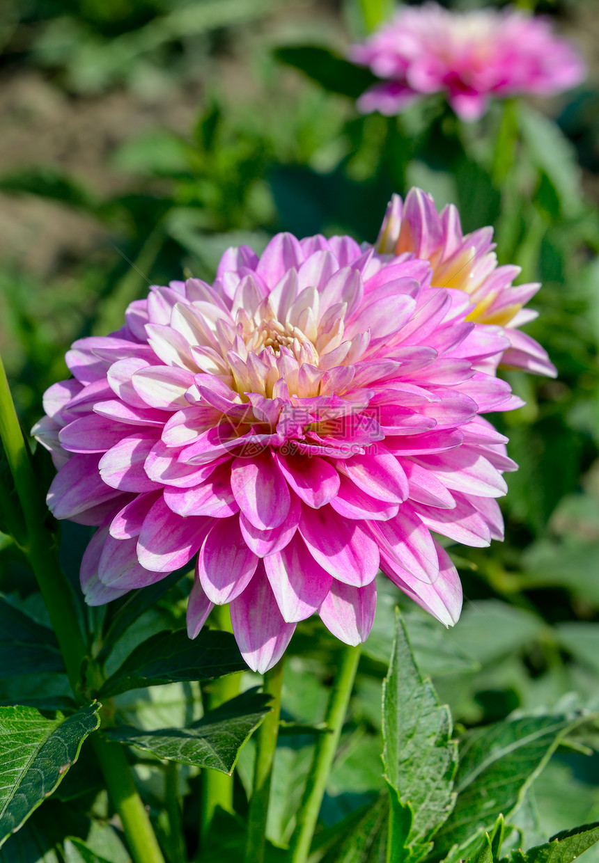 花床背景的dahli关注花朵浅的田野图片