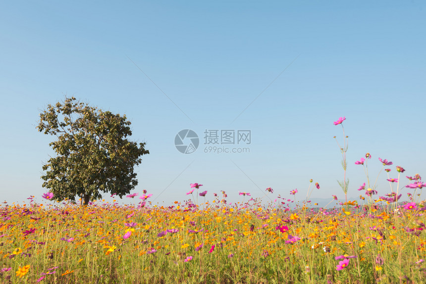 在自然的蓝天上独自一棵树和开花场一个美好的天日自然背景图片