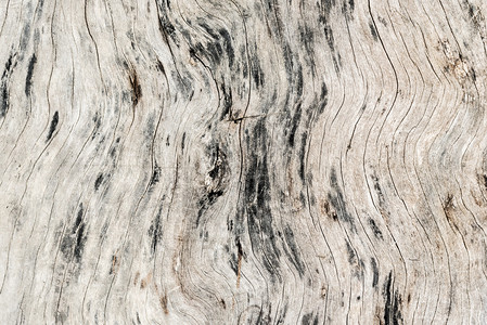 原木质料背景表层顶部视图树头和木背景型态的材背景图片