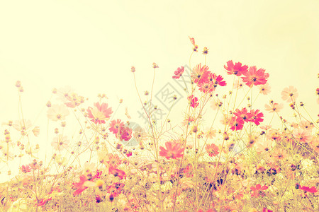 博恩霍尔姆雏菊粉色的宇宙在田中的花朵聚焦于的宇宙浅田地深度古老的过滤背景