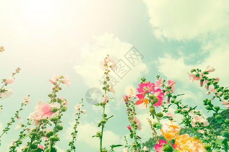 粉红色的花朵在蓝天田地上古老过滤自然背景图片