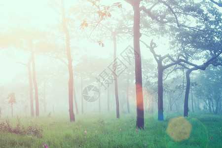 森林中新日出时的软焦点太阳耀斑古老的过滤器图片