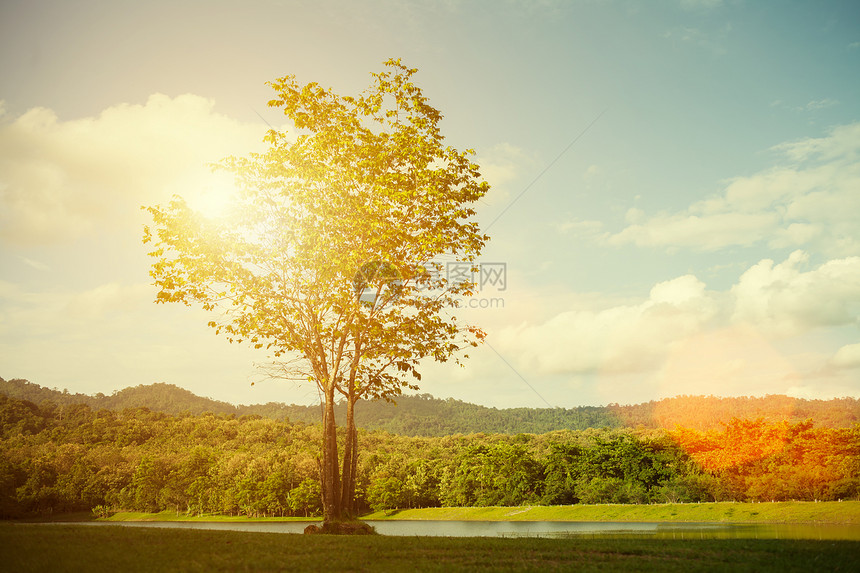 清晨树上日出太阳耀斑自然背景古老经过滤图片