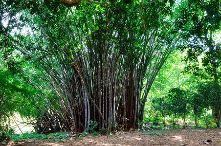 竹林中的枝美丽绿色自然背景图片