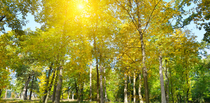 秋天的森林黄叶和太阳落下宽广的照片图片