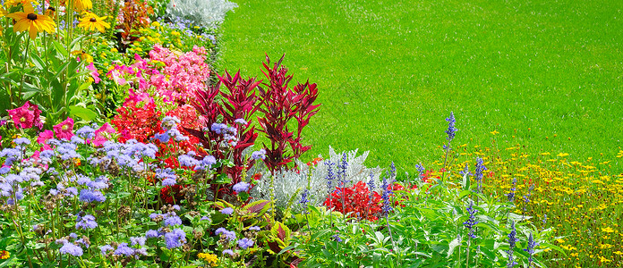 夏花床和绿草坪岗植物宽广的照片图片