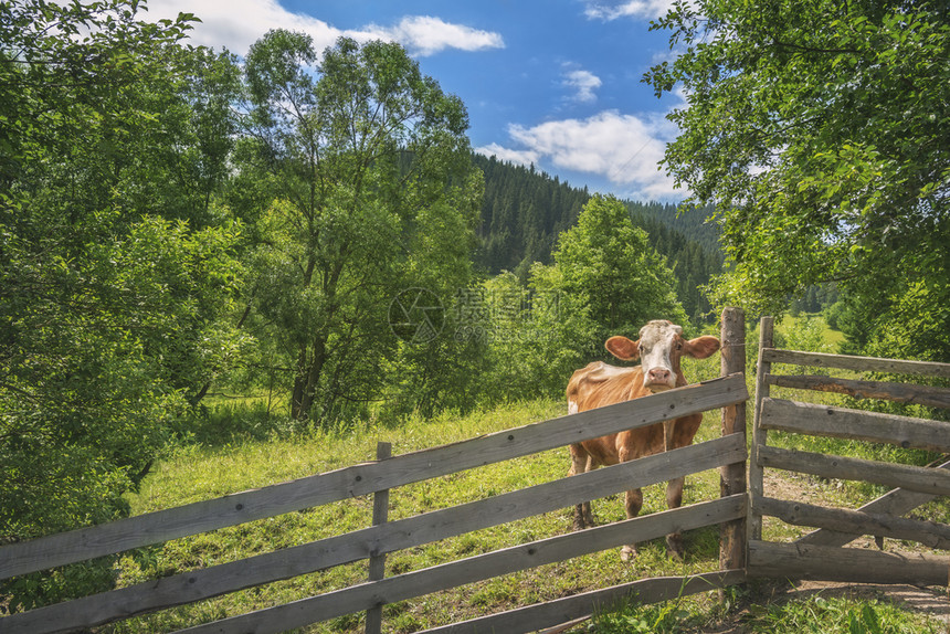 夏日风景中有一头好奇的母牛后面是一堵古老的木栅栏周围都是绿色的自然和背景中的喀尔巴阡人在罗马尼亚图片