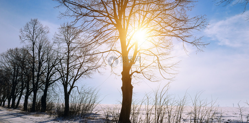 冬天的风景日出田野和树木图片