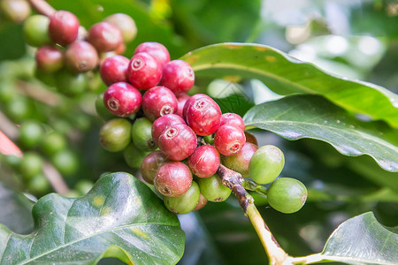 咖啡种植场的树枝上咖啡豆阿拉伯准备摘的豆图片