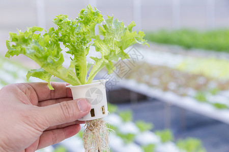 卡罗尔大棚种植，时令蔬菜，优质维生素背景