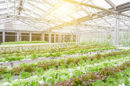 大棚种植，时令蔬菜，优质维生素高清图片