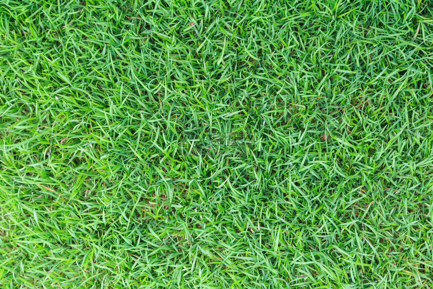 草质或本背景高尔夫球场绿草足或体育背景概念设计天然绿草图片