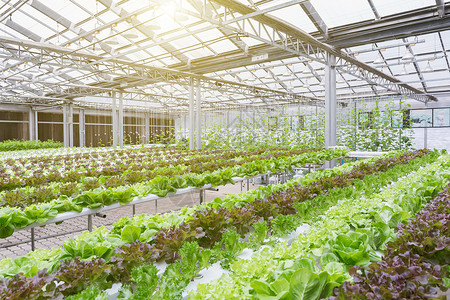 卡罗尔大棚种植，时令蔬菜，优质维生素背景