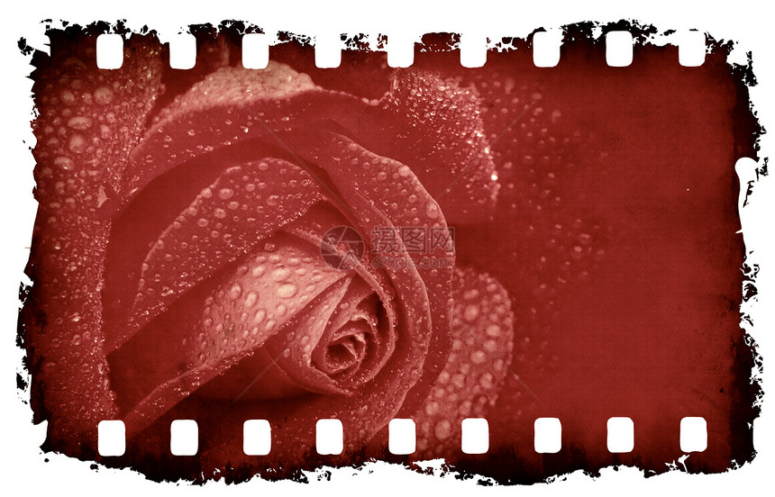旧胶片条的玫瑰背景图片