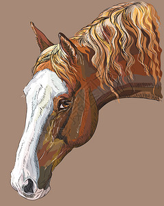 马塞洛深棕色马匹的彩深画像插画