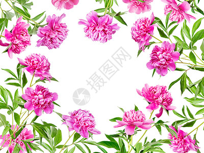 美丽的夏日花板由许多粉红的白背景绿叶粉红色白背景图片