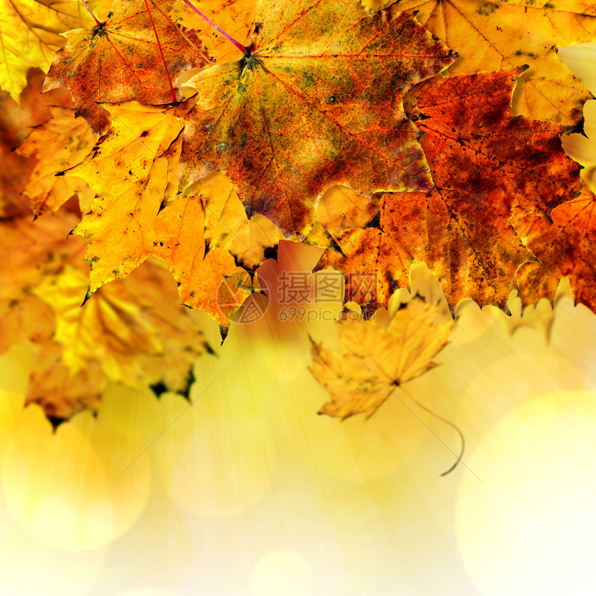 秋天落下的叶子在多彩背景上图片