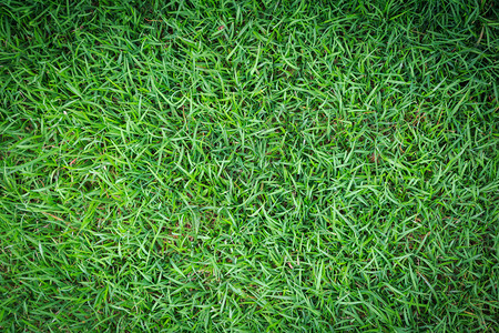 草质或本背景高尔夫球场绿草足或体育背景概念设计天然绿草图片