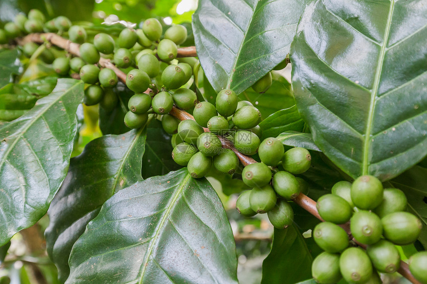 在树种植园上的生咖啡豆图片
