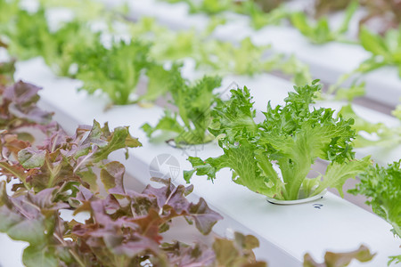 水栽培农场的有机绿色蔬菜沙拉用于健康粮食和农业概念设计水栽培是一种非土壤植物背景图片