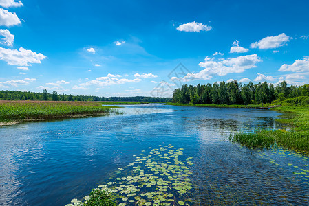 美丽的风景一条有清水的河流一片绿林和蓝天广阔的俄罗斯图片