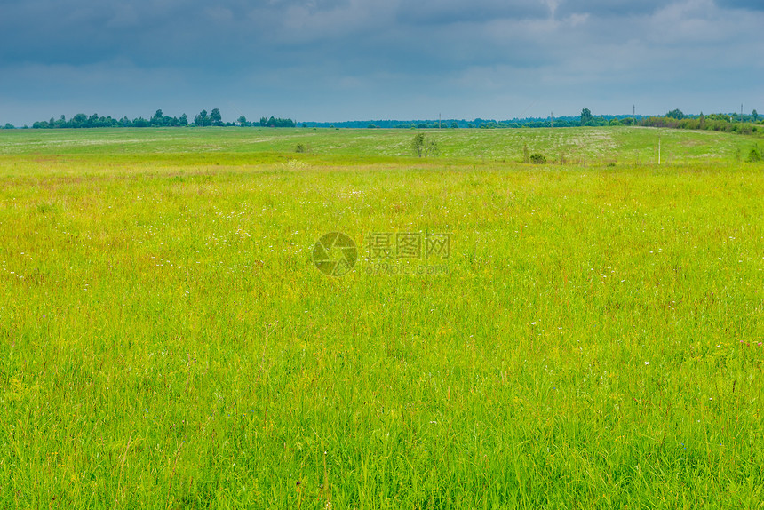 一片田野上多汁的绿草在雨前一片云的草地上图片