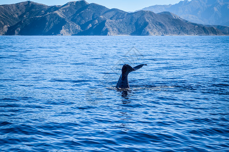 新西兰Kaikour湾的鲸鱼高清图片