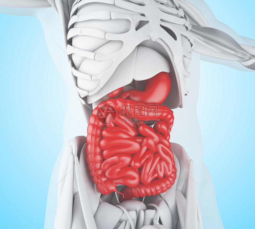 3d说明消化系统解剖细节图片
