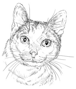 拿着铅笔猫白色背景上猫猫的手绘插图插画