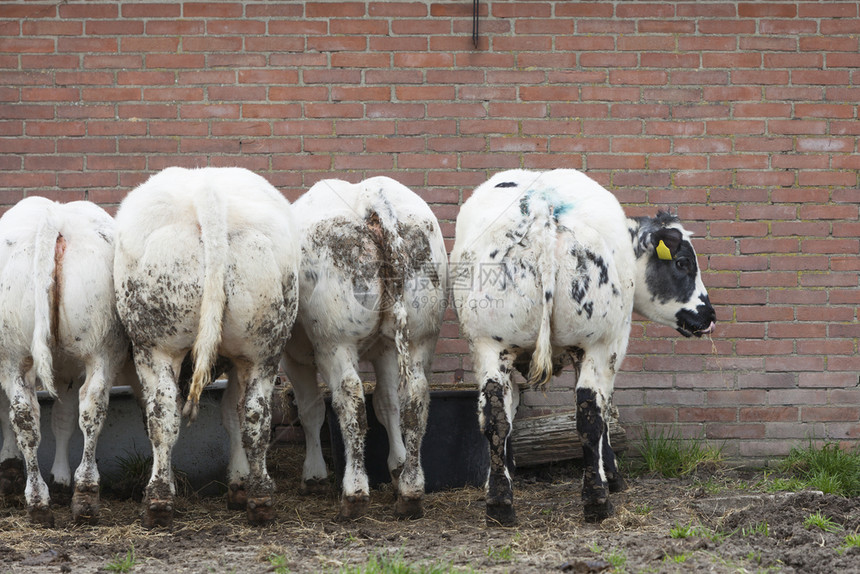 背向我们的肉牛群与在地底靠近提勒支的农场砖墙对着我们图片