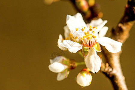 春天在德国的野樱花开背景图片