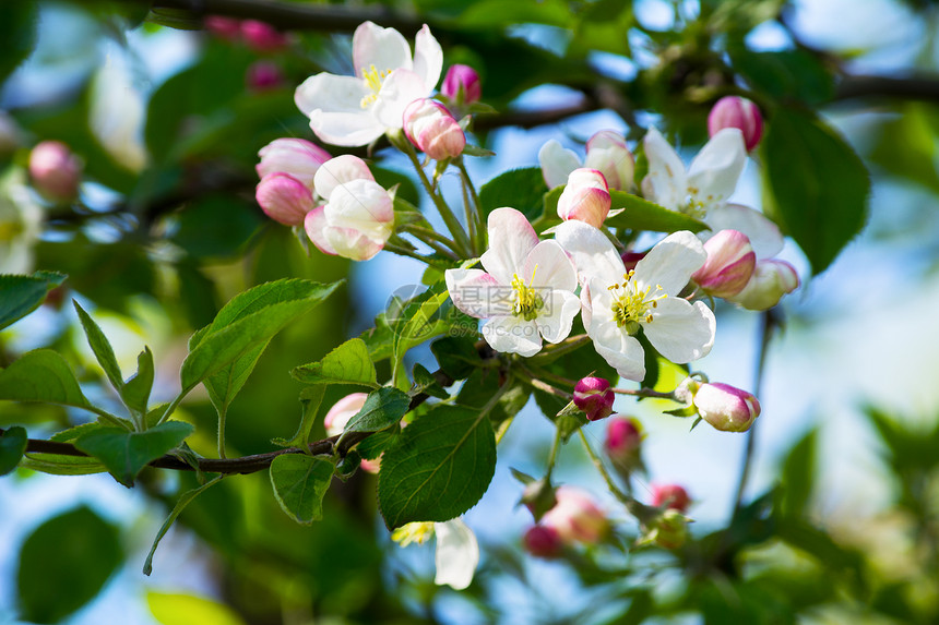 苹果花选择焦点苹果树春花园图片