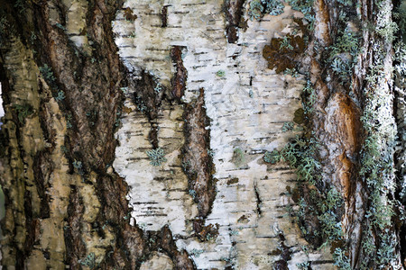 白皮和苔树背景皮纹理白背景和苔树图片