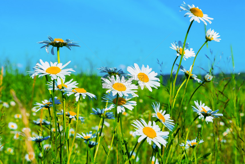 蓝天空背景上的白花草坪的夏季田地阳光下有花的美丽景观蓝天空背景上的白花草坪蓝天空背景上的白花草坪图片