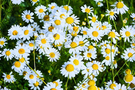 盛开的菊花夏季田地阳光下有花朵的美丽风景夏天草原上的白花背景图片