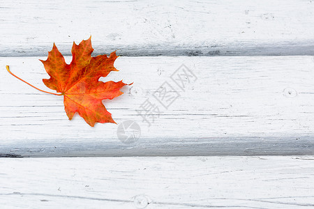 白木背景的秋叶背景的图片