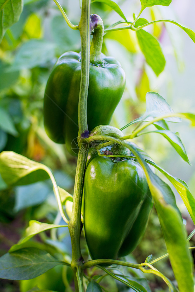 在花园里种植成熟的胡椒种植新鲜蔬菜在花园里种植钟纸图片