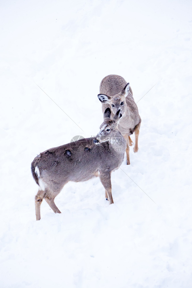 白尾鹿在雪中寻找食物图片