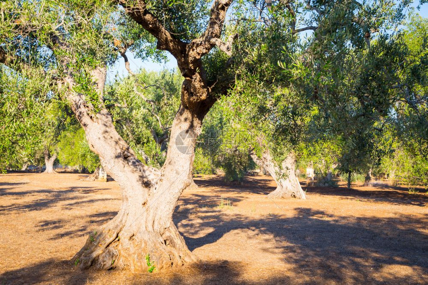 南意大利的老橄榄树南意大利的普亚地区橄榄树超过20年的历史夏季日落的自然光图片