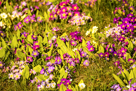 春天在德国的花园里图片