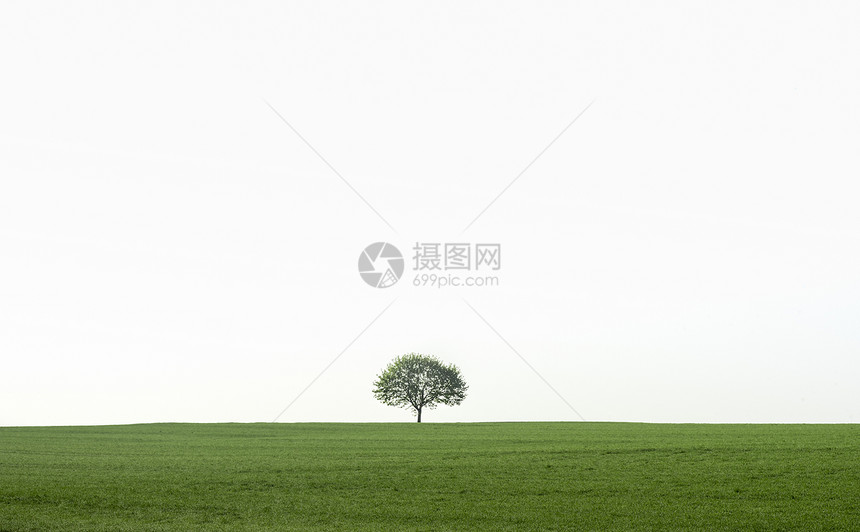 绿地上的一棵树南西德区的地貌靠近小镇的chwabi大厅绿地上有一棵树图片