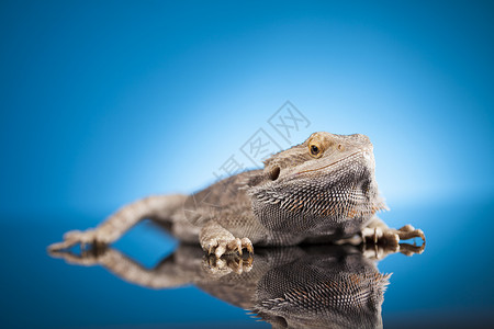 蓝底宠物蜥蜴胡子龙蓝镜底的阿加马蜥蜴图片