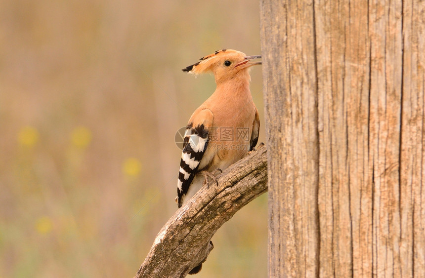 eurasinhope或高音的pos美丽的棕色鸟或高音的epos美丽的棕色鸟在树枝上徘徊等待着喂养棕色背景的小鸡图片