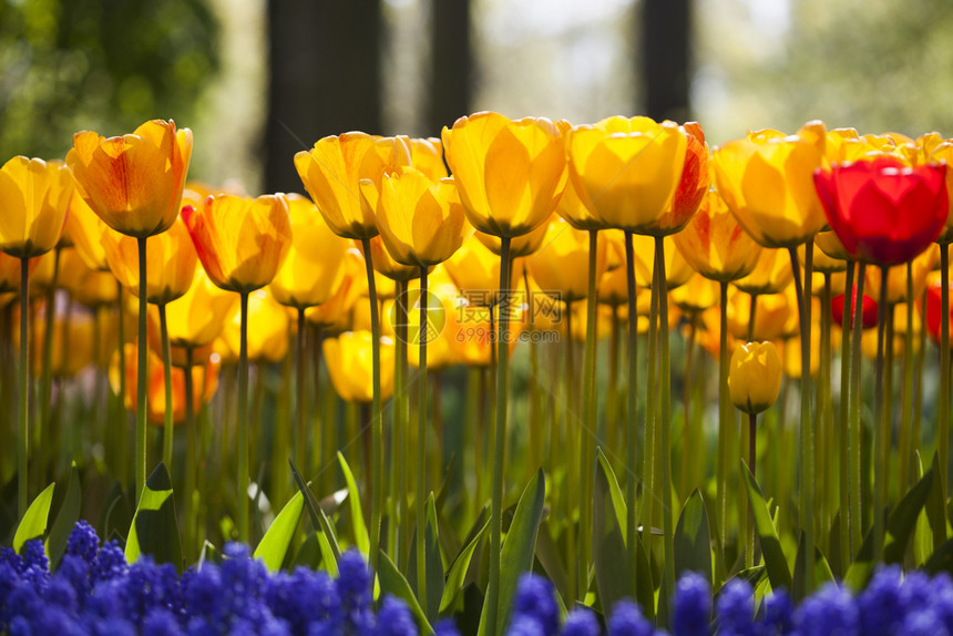 花园的朵春初色彩多的春月郁金香和花朵图片