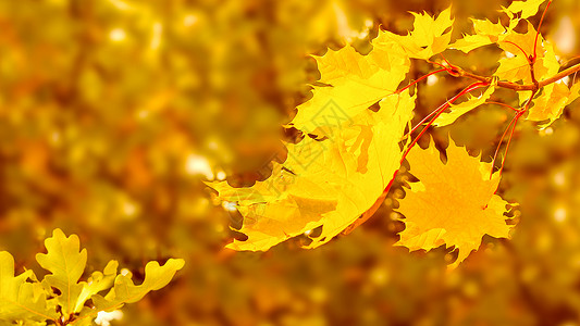 黄色叶子的分支秋叶背景复制空间秋叶背景黄色叶子的分支秋叶背景复制空间图片