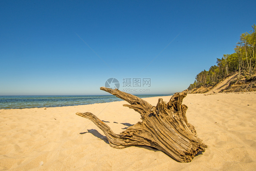 有漂浮木和蓝天空的孤单海滩图片
