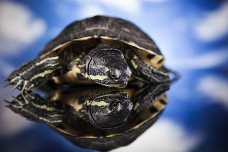 水龟动物口轮匝肌高清图片