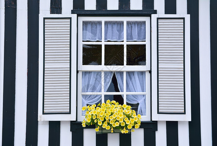 在一个旧房子的窗户上装饰着花朵美丽的黄色花瓣在开阔的近窗中图片